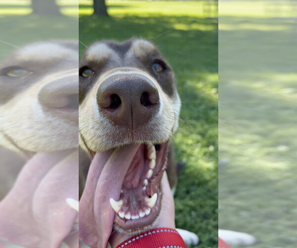 Medium Photo #3 Shepradors Puppy For Sale in Evansville, IN, USA