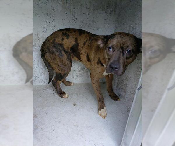 Medium Photo #1 American Staffordshire Terrier Puppy For Sale in Fort Lauderdale, FL, USA