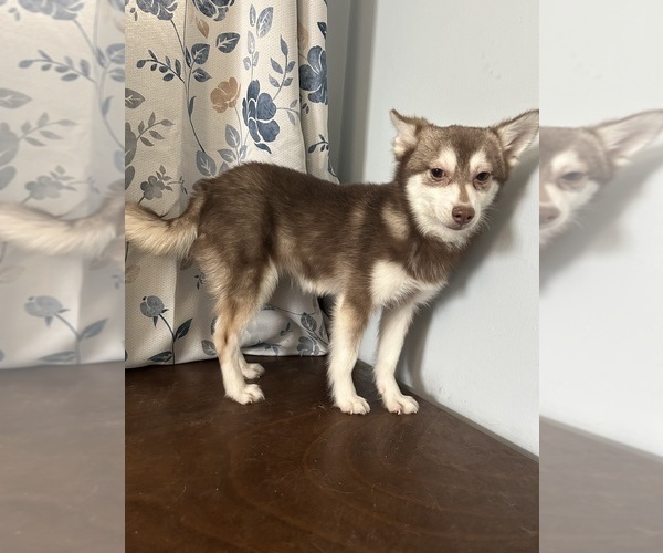 Medium Photo #45 Alaskan Klee Kai Puppy For Sale in DURHAM, CT, USA