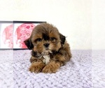 Small #1 Shih-Poo