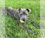 Small #15 American Pit Bull Terrier Mix