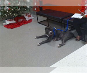 Mutt Dogs for adoption in Louisville, KY, USA