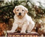 Small Photo #3 Pyredoodle Puppy For Sale in EVERGREEN, NC, USA