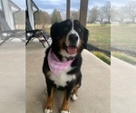 Small Photo #1 Bernese Mountain Dog Puppy For Sale in SALISBURY, NC, USA