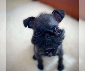 Brussels Griffon Puppy for sale in COLLINSVILLE, VA, USA