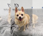 Small Chihuahua
