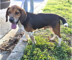 Small #3 Beagle