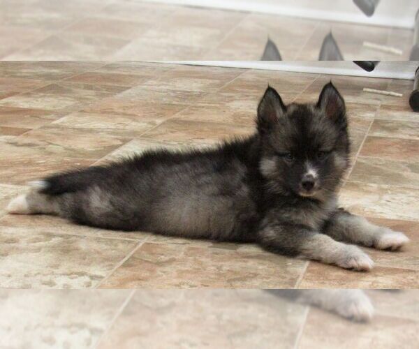 Medium Photo #5 Pomsky Puppy For Sale in SEBRING, FL, USA