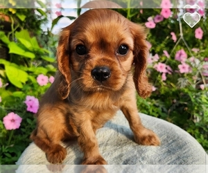 Cavalier King Charles Spaniel Puppy for sale in FOLSOM, CA, USA
