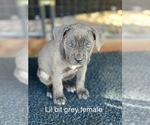 Puppy lit bit Cane Corso