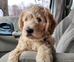 Small Photo #5 Labradoodle Puppy For Sale in VIENNA, IL, USA