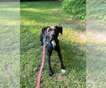 Small #14 American Pit Bull Terrier-Labrador Retriever Mix