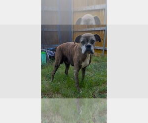 Boxer Dogs for adoption in Austin, TX, USA