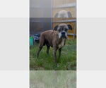 Small Boxer