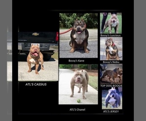 Father of the American Bully puppies born on 05/03/2022