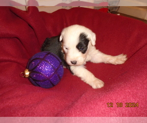 Old English Sheepdog Puppy for sale in RAYMORE, MO, USA