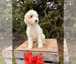 Small Photo #4 Goldendoodle (Miniature) Puppy For Sale in MIDDLEBURY, IN, USA
