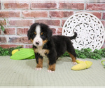 Small #2 Bernese Mountain Dog