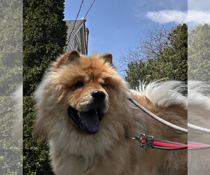 ADOPTED! - Male Chow Chow Dog for Adoption - Photo #5