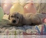 Small Photo #46 Golden Retriever Puppy For Sale in MODESTO, CA, USA