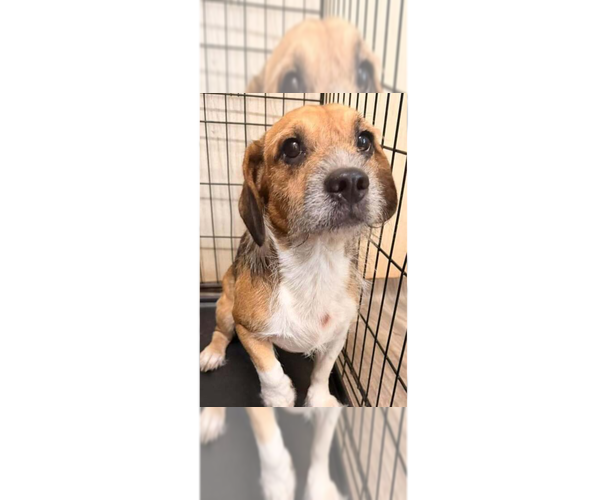 Medium Photo #1 Beagle-Unknown Mix Puppy For Sale in New York, NY, USA