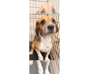 Beagle-Unknown Mix Dogs for adoption in New York, NY, USA