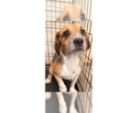 Stitch (AL) - Male Beagle-Unknown Mix Dog for Adoption - Small photo