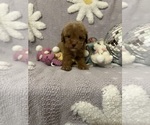 Small Photo #19 Poodle (Toy) Puppy For Sale in SYLMAR, CA, USA