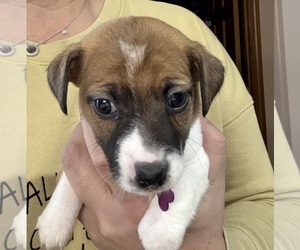 Medium Jack Russell Terrier