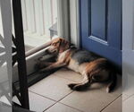 Small #6 Beagle