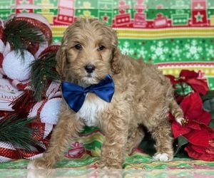 Goldendoodle Puppy for sale in LANCASTER, PA, USA
