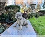 Small #159 French Bulldog
