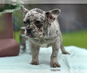 French Bulldog Puppy for sale in BOSTON, MA, USA