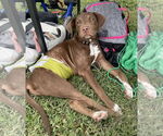Small #3 Labrador Retriever Mix