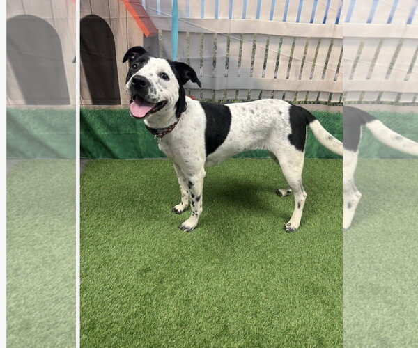Medium Photo #4 Mutt Puppy For Sale in Euless, TX, USA