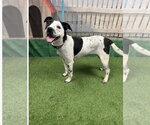 Small #4 Mutt