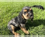 Small #6 Cocker Spaniel