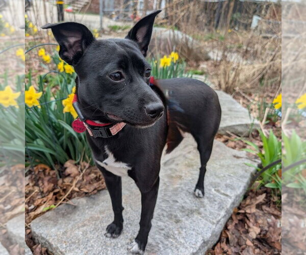 Medium Photo #6 Mountain Cur-Unknown Mix Puppy For Sale in Boston, MA, USA