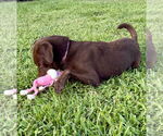 Small #3 Labrador Retriever