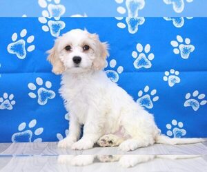 Cavachon Puppy for sale in MARIETTA, GA, USA