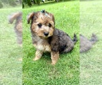 Small #1 YorkiePoo