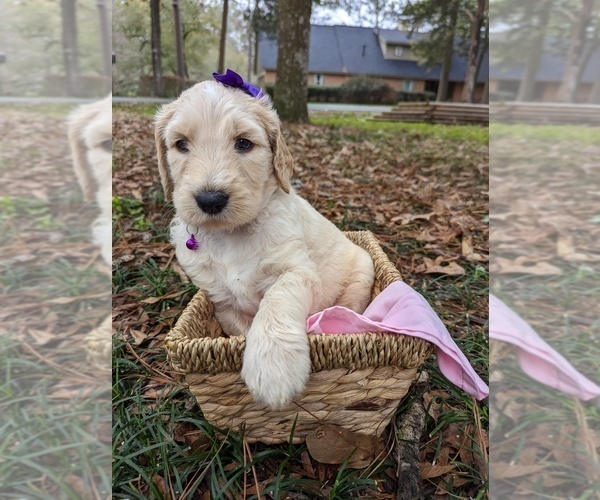 Medium Photo #1 Goldendoodle Puppy For Sale in DICKINSON, TX, USA