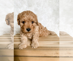 Irish Doodle-Poodle (Miniature) Mix Puppy for sale in WILMOT, OH, USA