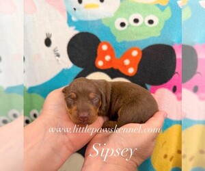Dachshund Puppy for sale in WINNSBORO, LA, USA