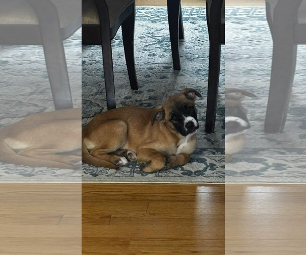 Medium Photo #2 Boxer-Unknown Mix Puppy For Sale in pomfret, CT, USA