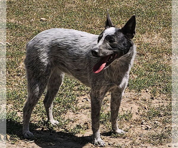Medium Photo #2 Mutt Puppy For Sale in Santa Rosa, CA, USA