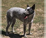 Small #1 Mutt