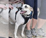 Small #1 Jack Russell Terrier Mix