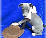 Small Photo #8 Italian Greyhound Puppy For Sale in NORWOOD, MO, USA