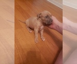 Small Photo #6 American Pit Bull Terrier Puppy For Sale in POWDER SPGS, GA, USA